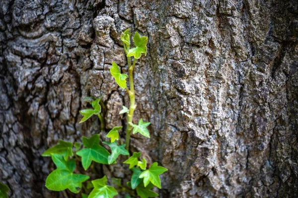 Filizlerin Bir Ağacın Gövdesine Yakın Plan Çekimi — Stok fotoğraf