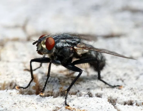 Eine Selektive Fokusaufnahme Einer Schwarzen Fliege Mit Roten Augen Auf — Stockfoto