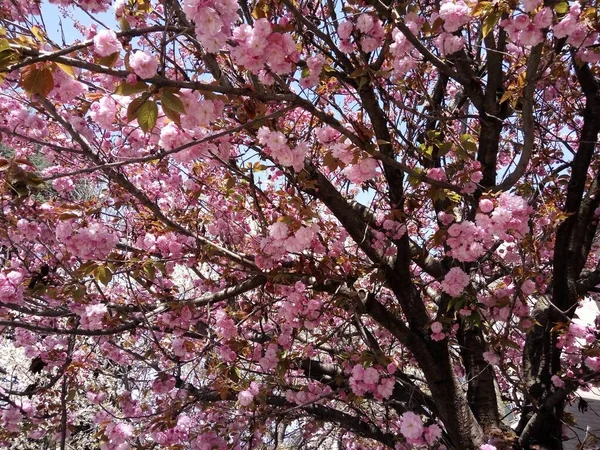Vacker Låg Vinkel Skott Blommiga Rosa Träd Blommor Perfekt För — Stockfoto