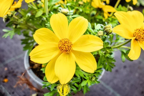 鍋の中に美しい黄色の硫黄のコスモスの花の高角度のクローズアップショット — ストック写真