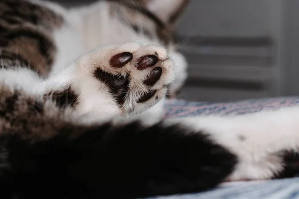 Foco Seletivo Close Tiro Uma Patinha Gato Bonito Deitado Chão — Fotografia de Stock