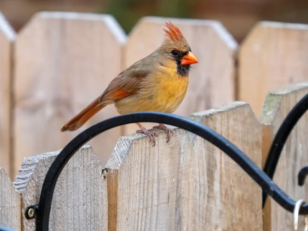 Eine Nahaufnahme Eines Niedlichen Nördlichen Kardinals — Stockfoto