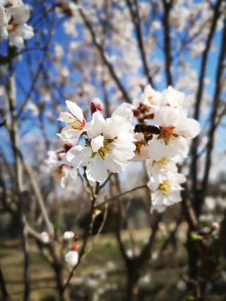 Güzel Badem Çiçeklerinin Yakın Plan Çekimi — Stok fotoğraf