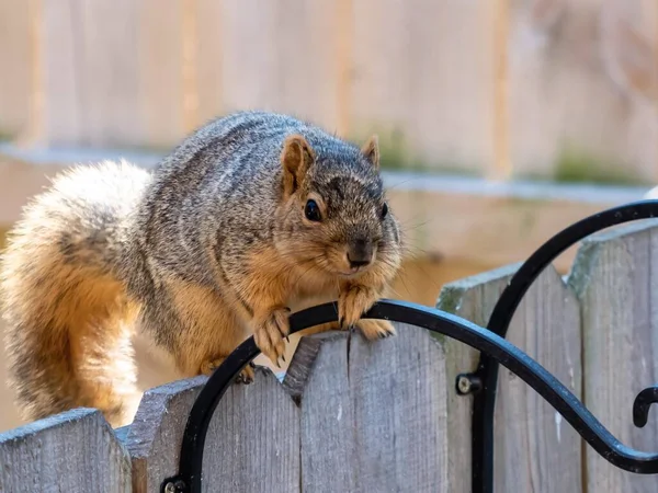 一只松鼠坐在木栅栏上的特写镜头 — 图库照片