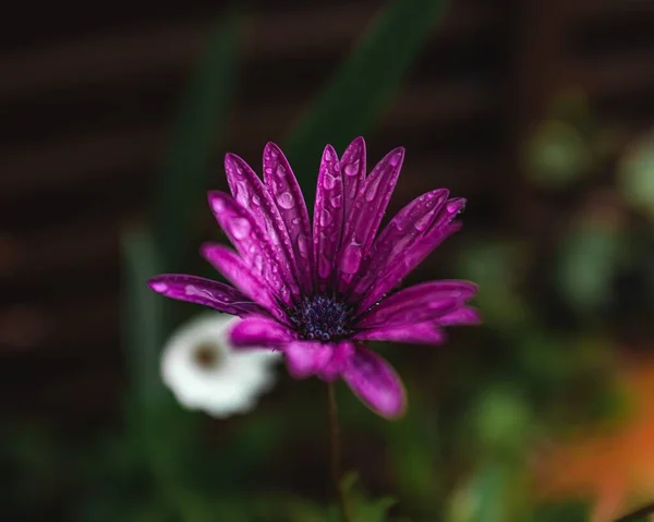 Фіолетові Пелюстки Квітів Краплями Дощу Похмурий Дощовий Весняний День — стокове фото