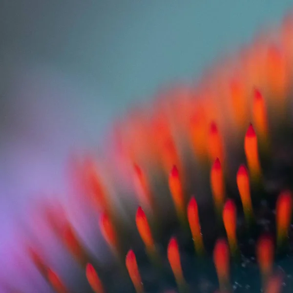 Egy Gyönyörű Makró Felvétel Színes Pollenekről Egy Egzotikus Növényen — Stock Fotó