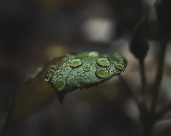 Cierre Las Gotas Agua Sobre Las Hojas Una Planta Verde —  Fotos de Stock