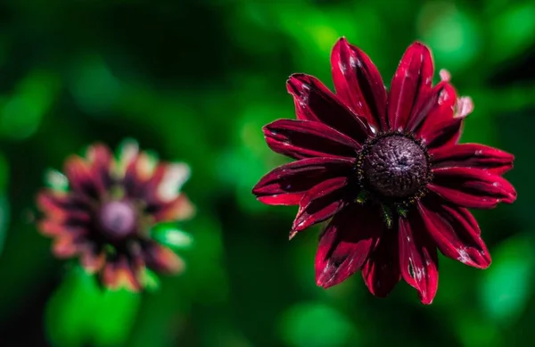 Primer Plano Una Hermosa Flor Susan Ojos Negros Pétalos Púrpura —  Fotos de Stock