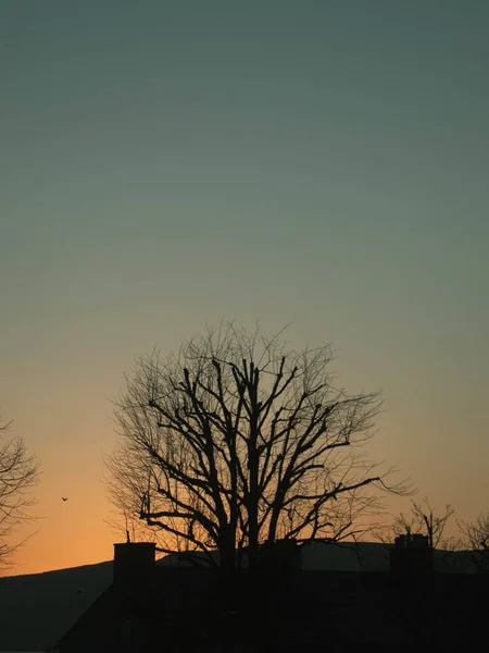 Disparo Vertical Silueta Árbol Bajo Cielo Naranja Atardecer —  Fotos de Stock