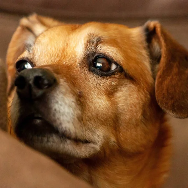 悲しい顔をしたかわいい茶色の犬のクローズアップショット — ストック写真