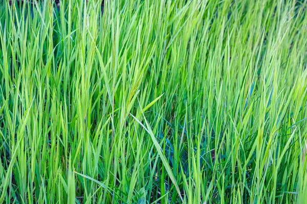 Primer Plano Plantas Verdes Frescas Durante Día —  Fotos de Stock