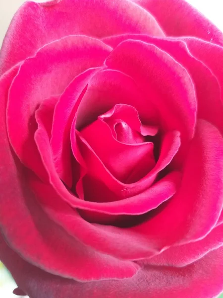Вертикальный Крупный План Цветущей Розовой Розы Идеально Подходит Заднего Плана — стоковое фото