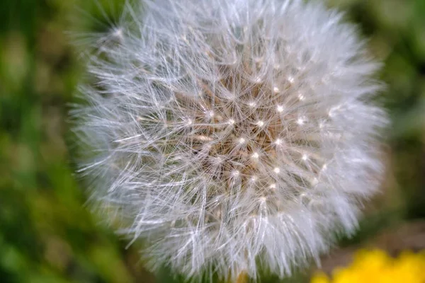 Tiro Close Belo Dente Leão Capturado Durante Dia Meio Jardim — Fotografia de Stock