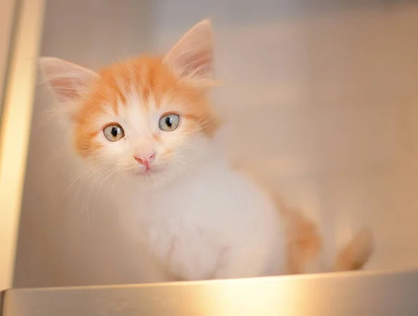 오렌지색과 흰색의 고양이 — 스톡 사진