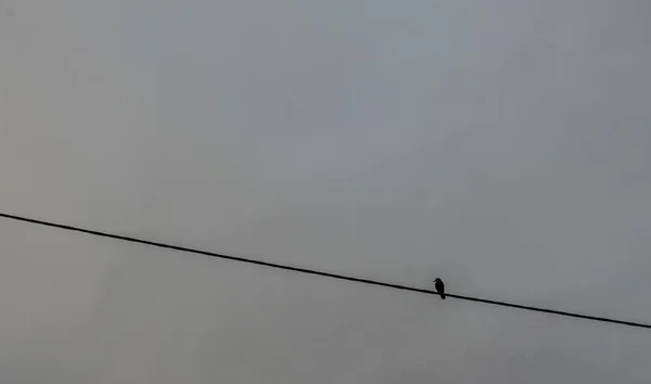 Tiro Ángulo Bajo Pájaro Sentado Cable Eléctrico Bajo Cielo Nublado —  Fotos de Stock