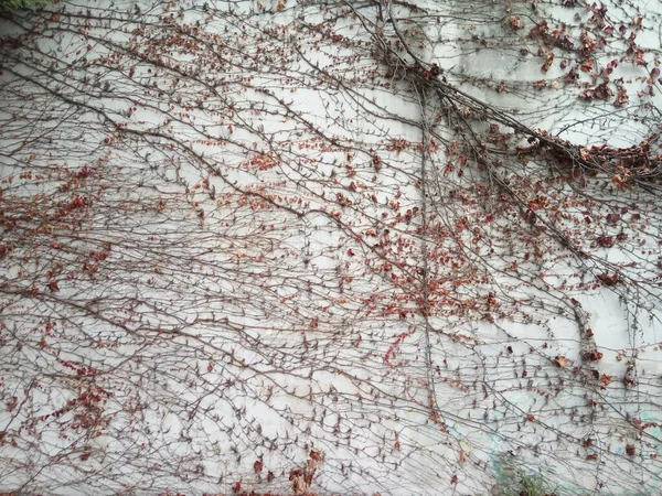 Красивый Снимок Белой Стены Покрытой Ветвями Дерева Полными Красных Листьев — стоковое фото