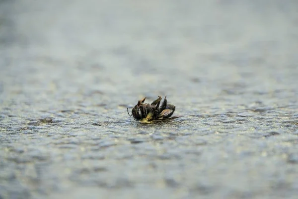 Wybiórcze Ujęcie Martwej Pszczoły Kamiennej Ziemi — Zdjęcie stockowe