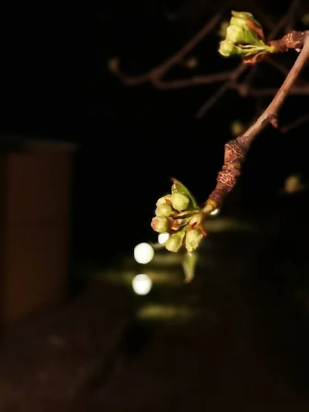 Ένα Κοντινό Κάθετο Πλάνο Μπουμπούκια Λουλουδιών Φύλλα Ένα Δέντρο — Φωτογραφία Αρχείου