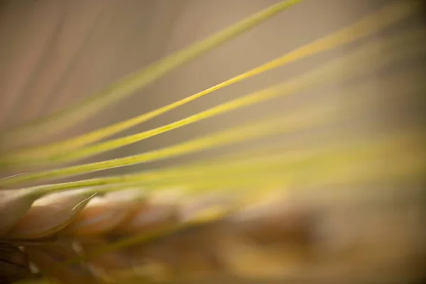 Primer Plano Los Rayos Frescos Una Planta Trigo Bajo Luz — Foto de Stock