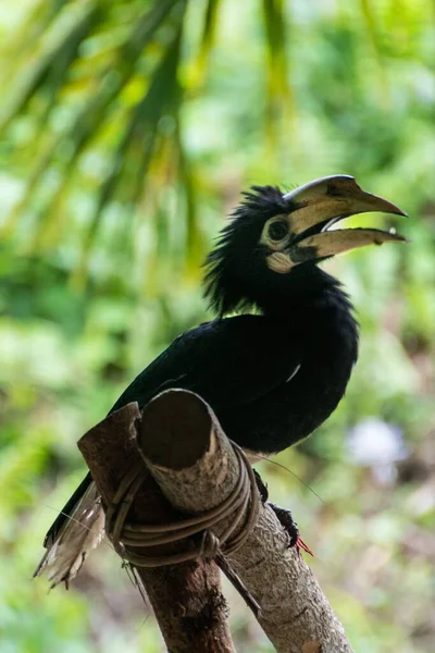 Eine Vertikale Selektive Fokusaufnahme Eines Schwarzen Hornvogels — Stockfoto