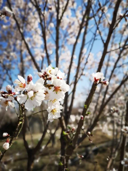 Tiro Foco Seletivo Belas Flores Amêndoa — Fotografia de Stock