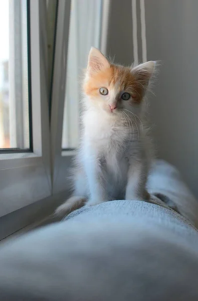 一只可爱的白色和橙色家猫坐在窗边的垂直照片 — 图库照片