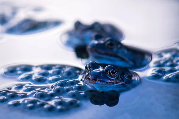 Twee Kikkers Het Water Omringd Door Kikkereieren — Stockfoto