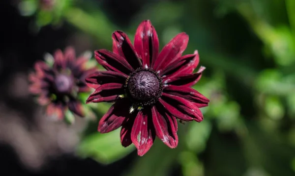在模糊的背景上 一张美丽的紫色花瓣黑色眼睛苏珊花的特写照片 — 图库照片