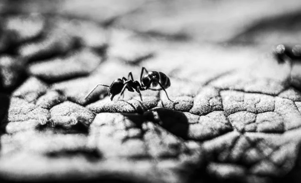 Closeup Greyscale Uma Formiga Uma Folha Sob Luz Solar Com — Fotografia de Stock