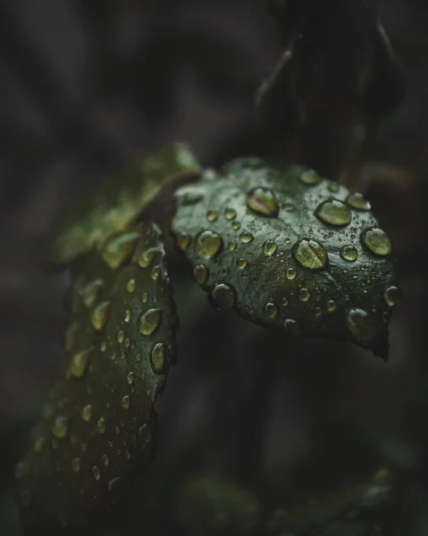 Close Gotas Água Folhas Uma Planta Verde Dia Chuvoso Primavera — Fotografia de Stock