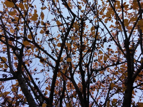 Sarı Yapraklı Ağaç Dallarının Güzel Alçak Açılı Görüntüsü — Stok fotoğraf