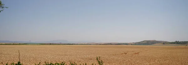 Kilátás Kukoricaföldekre Leivában Logrono Közelében Rioja Spanyolország — Stock Fotó