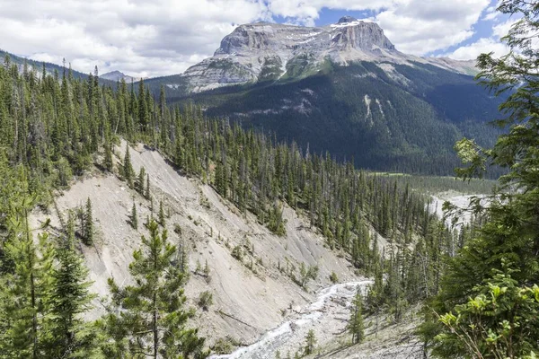 Krajina Ohromujících Lesů Obrovskými Borovicemi Horách Kanadských Národních Parků Během — Stock fotografie