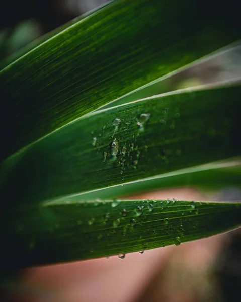 Закрытие Капель Воды Листьях Зеленых Растений Дождливый Весенний День — стоковое фото