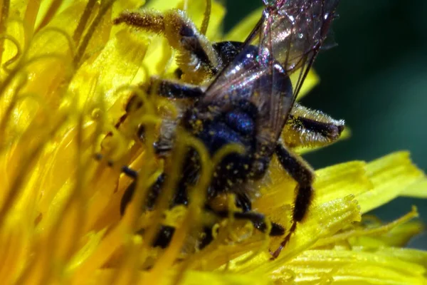 Селективный Снимок Крупным Планом Пчелы Жёлтом Цветке Зеленью Фоне — стоковое фото