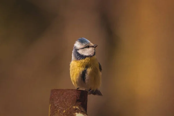 Wybiórcze Ujęcie Ptaka Chwytającego Muchy Rozmytym Tłem — Zdjęcie stockowe