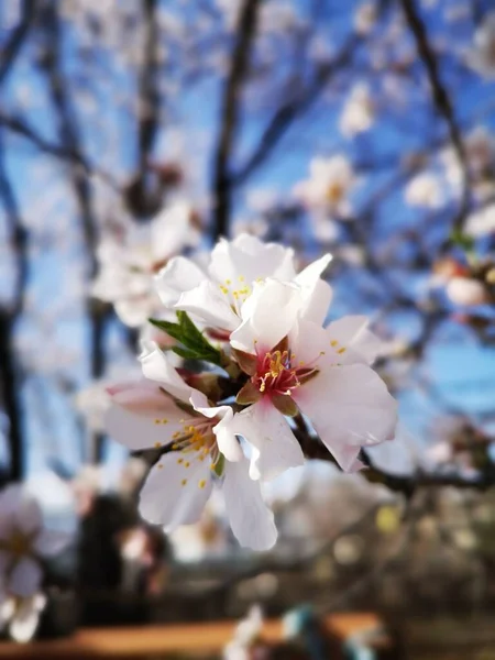 Güzel Badem Çiçeklerinin Yakın Plan Çekimi — Stok fotoğraf