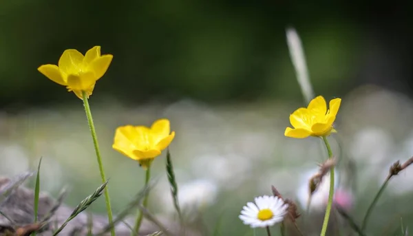 Zbliżenie Ujęcie Pięknych Żółtych Jaskier Kwiaty Polu — Zdjęcie stockowe