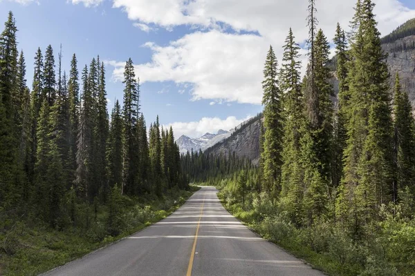 松林と高い山 黄色の線でカナダの道路を走る壮大な道路の風景 — ストック写真