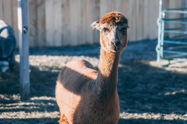 Lama Med Solljus Faller Hans Kropp — Stockfoto