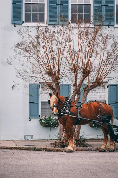 木と白い建物の横の道路上で殺害された茶色の種牡馬の垂直ショット — ストック写真
