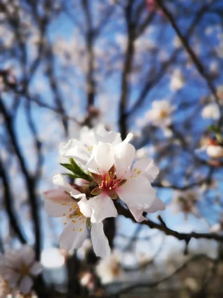 Μια Κοντινή Φωτογραφία Όμορφα Άνθη Αμυγδάλου — Φωτογραφία Αρχείου