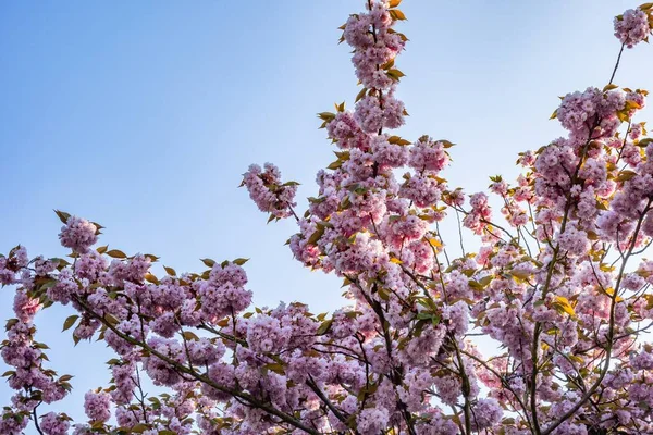 Bel Colpo Dei Fiori Albero Fiore Con Cielo Blu Sullo — Foto Stock