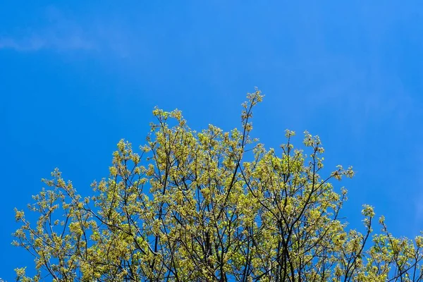 Eine Schöne Aufnahme Eines Blühenden Baumes Unter Dem Blauen Klaren — Stockfoto