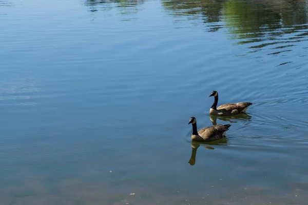 Eine Nahaufnahme Aus Dem Hochwinkel Von Zwei See Schwimmenden Enten — Stockfoto