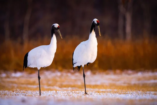 Tiro Seletivo Dois Guindastes Vermelho Coroados Campo Nevado Kushiro Hokkaido — Fotografia de Stock