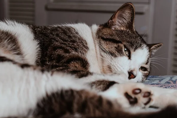 床に横たわるかわいい猫のクローズアップ選択的フォーカスショット — ストック写真
