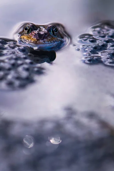 青蛙在水中被青蛙蛋包围的一个垂直图像 — 图库照片