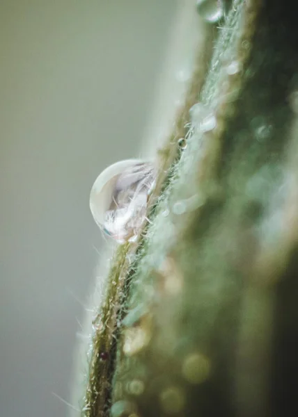 Extreme Close Water Drop Green Plant Leaf Rainy Spring Day — Stock Photo, Image