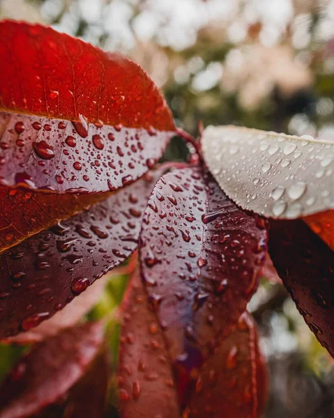 Czerwone Liście Kroplami Wody Deszczowy Wiosenny Dzień — Zdjęcie stockowe